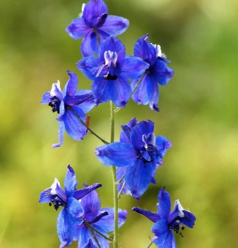 Larkspur